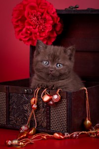 Celty Elite British Шоколадные британцы фото. Британский котенок шоколадного окраса       